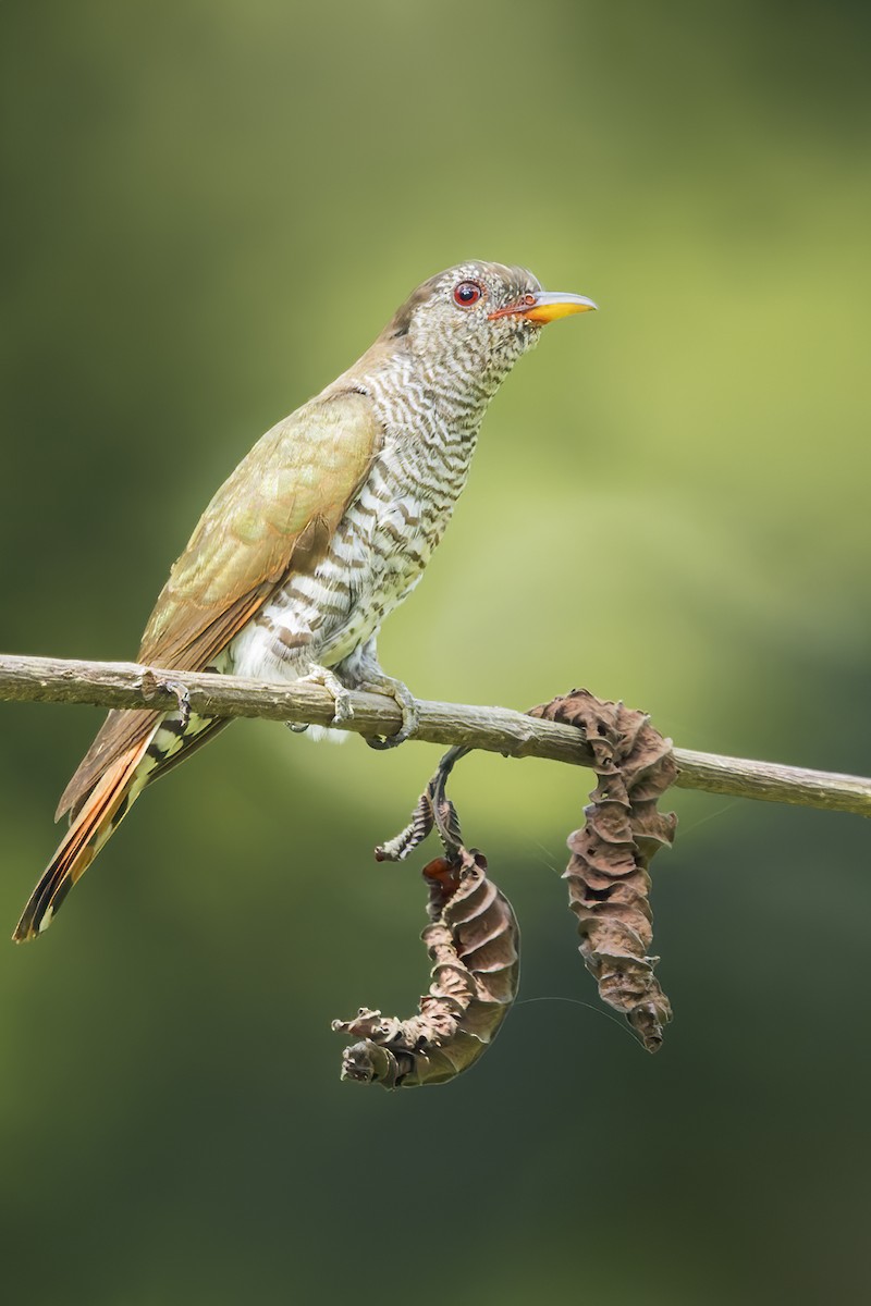 Violet Cuckoo - Dubi Shapiro