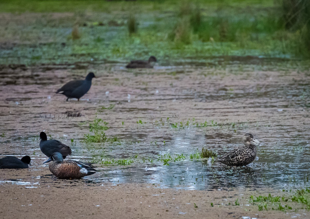 Australasian Shoveler - Kaye Kelly