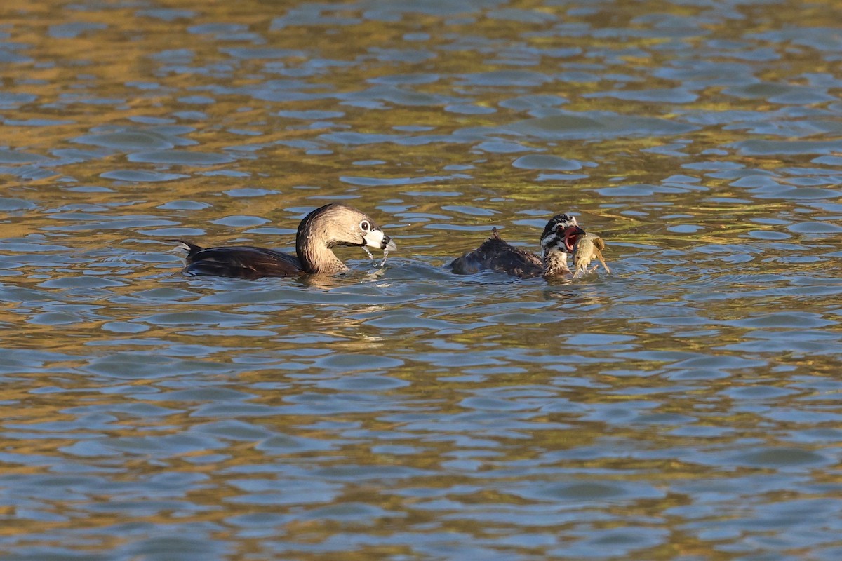 Pied-billed Grebe - vijay t