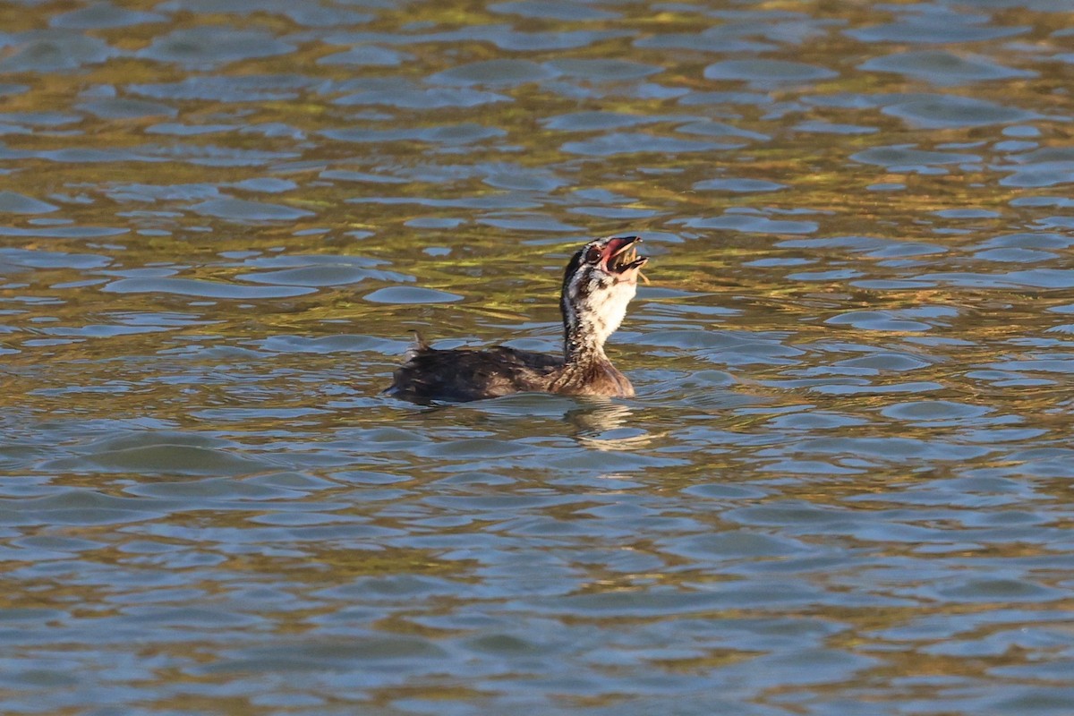 Pied-billed Grebe - vijay t