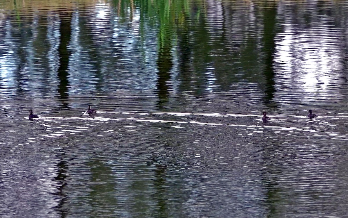 Little Grebe - Diane Drobka