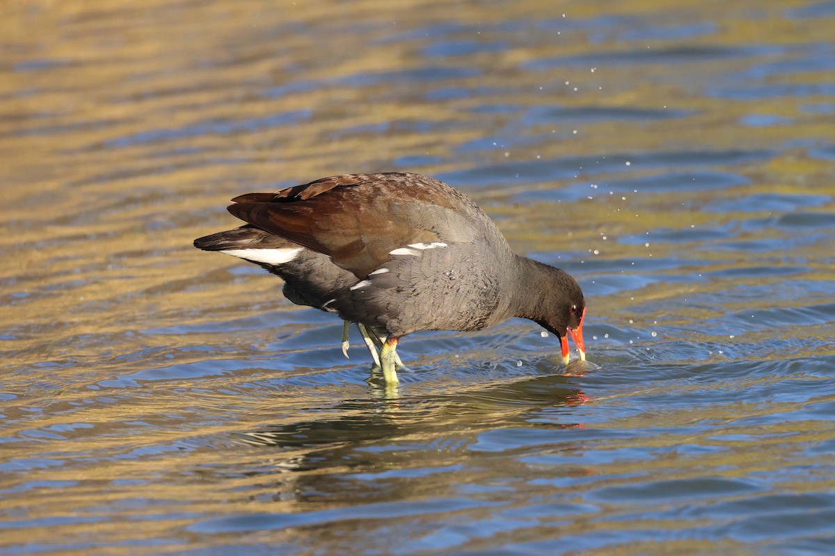 Common Gallinule - vijay t