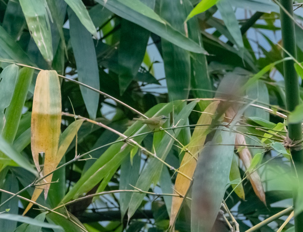 Yellow-bellied Warbler - Arun Raghuraman