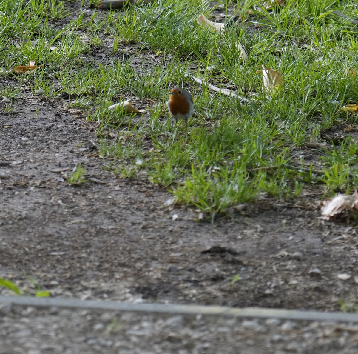 European Robin - José Antonio  Domínguez