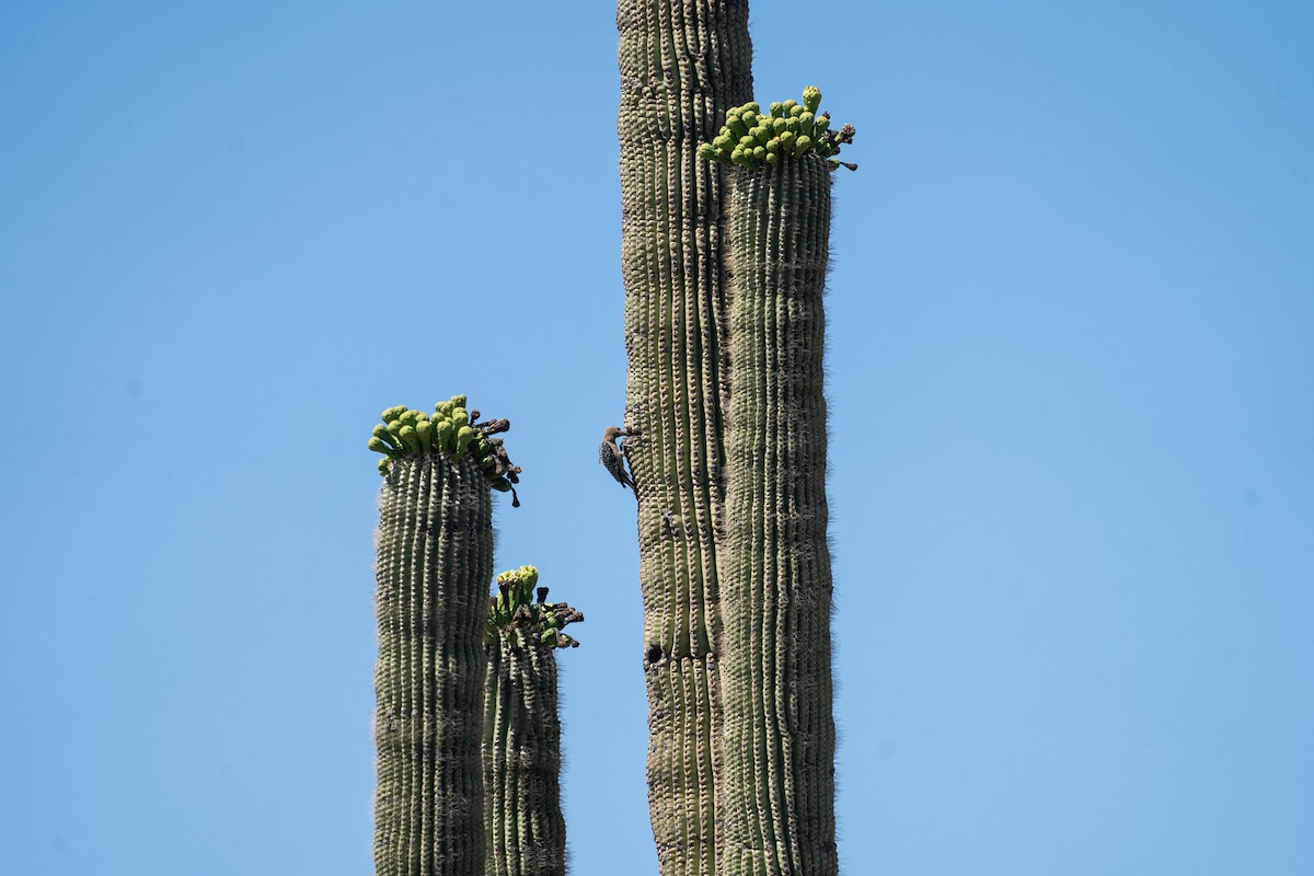 Pic des saguaros - ML619269716