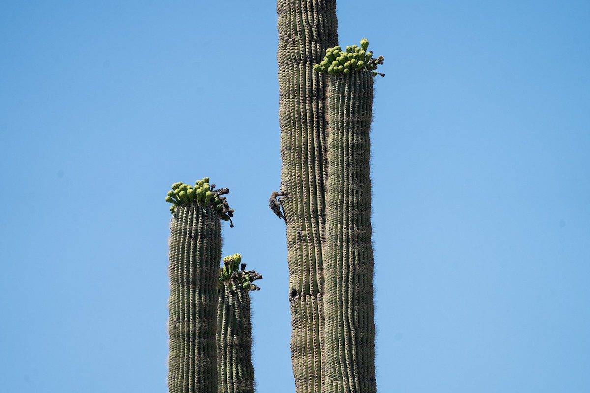 Gila Woodpecker - ML619269716