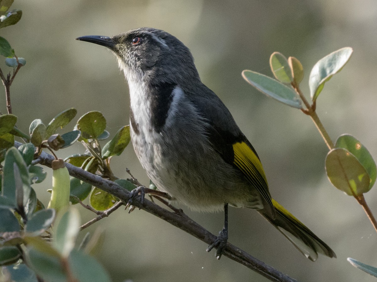 Crescent Honeyeater - Patrick Cox