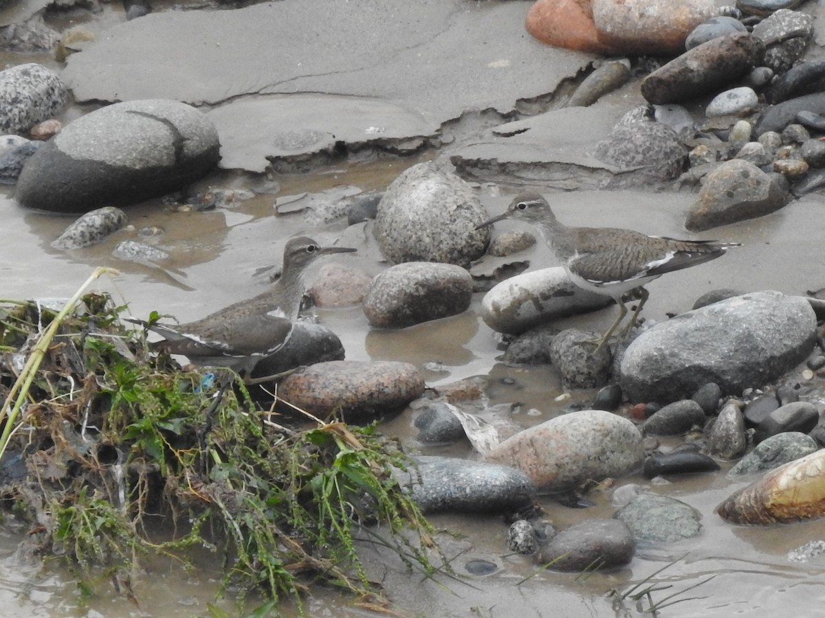 Common Sandpiper - Philip Steiner