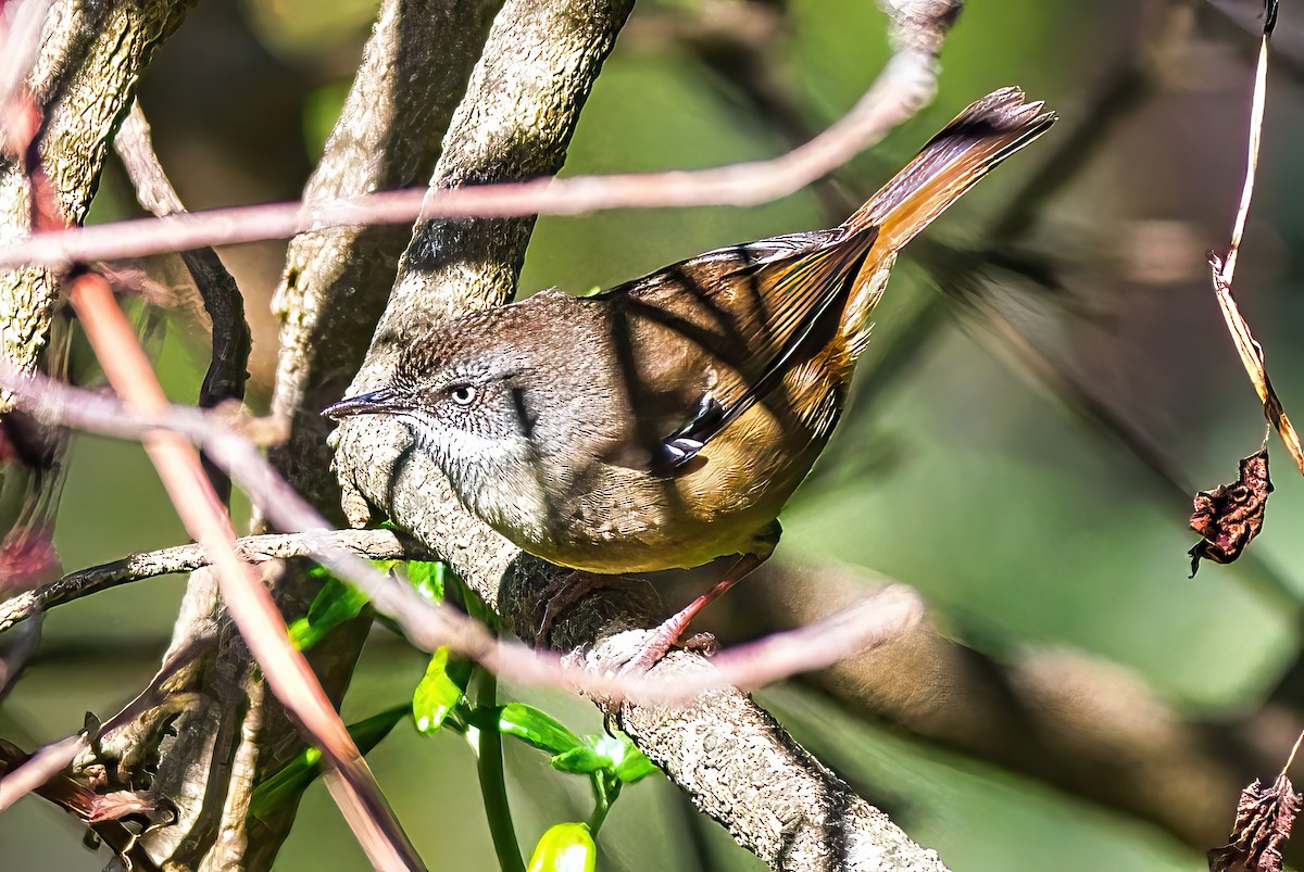 White-browed Scrubwren (White-browed) - Alfons  Lawen