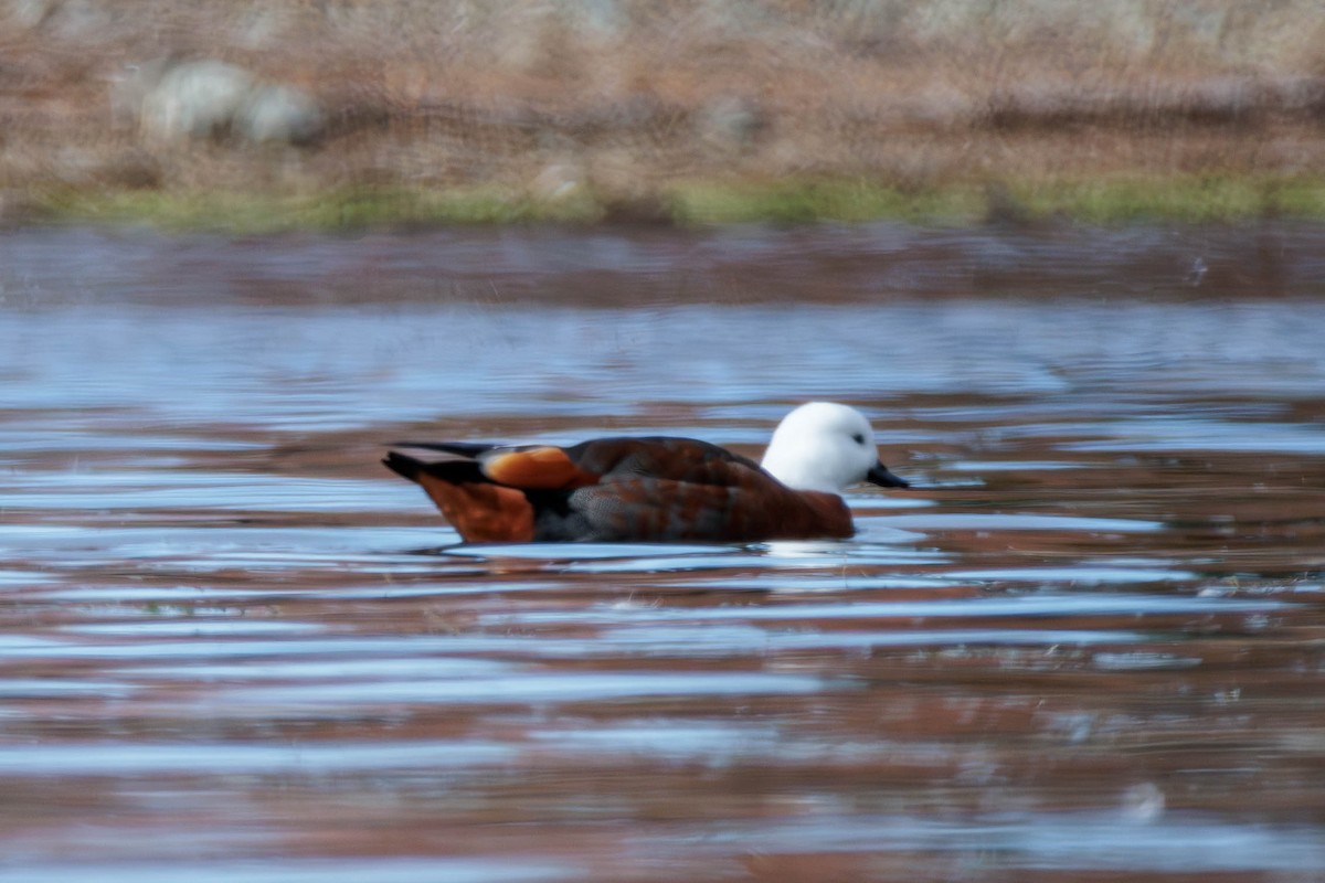 Paradise Shelduck - Pierce Louderback