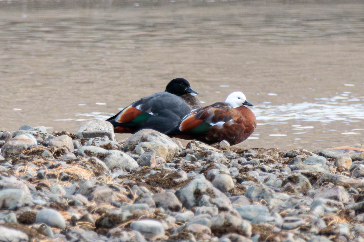 Paradise Shelduck - Pierce Louderback