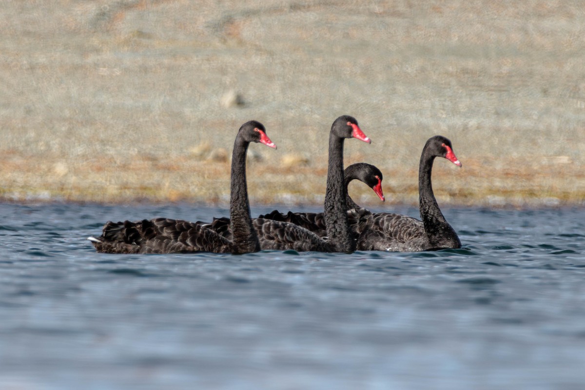 Black Swan - Pierce Louderback