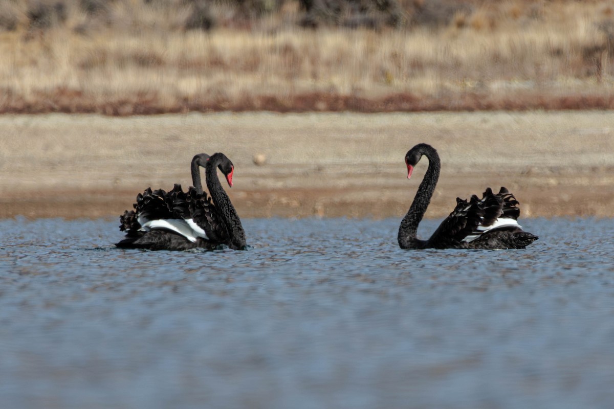 Black Swan - Pierce Louderback