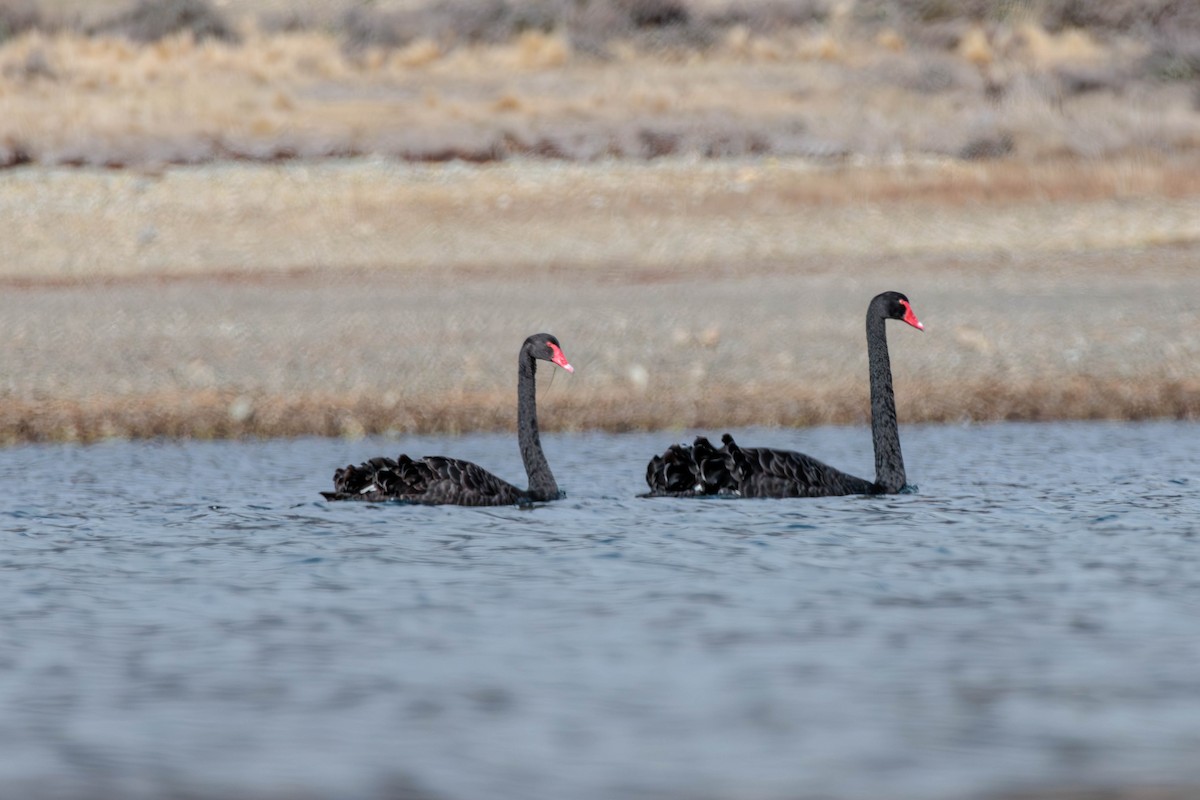 Black Swan - Pierce Louderback