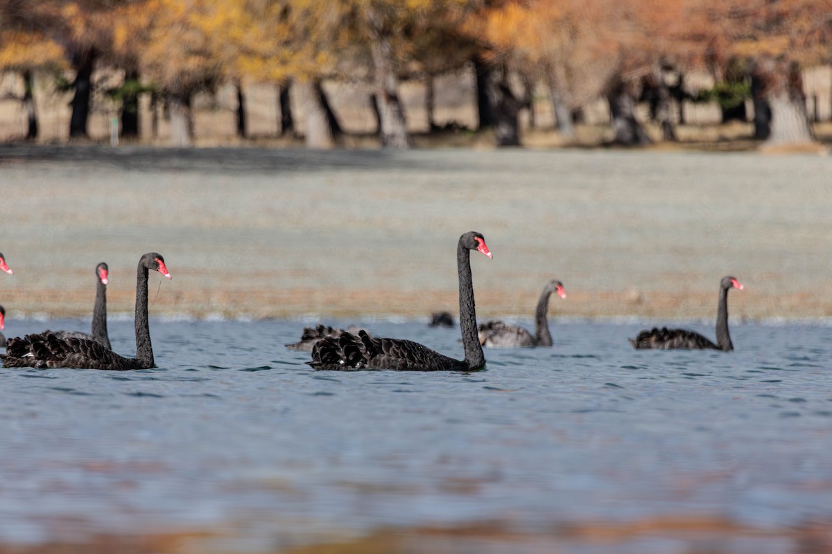 Black Swan - Pierce Louderback