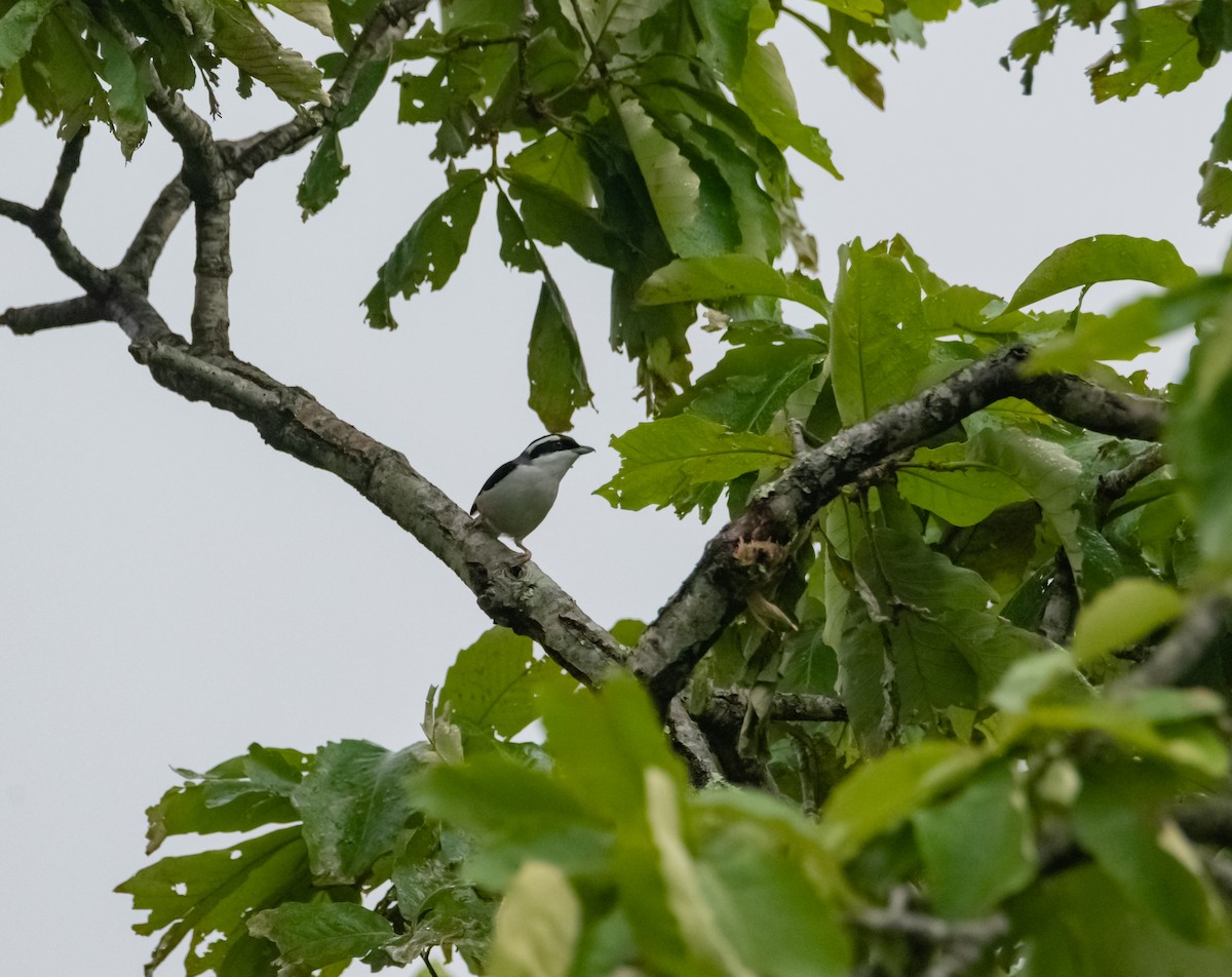 White-browed Shrike-Babbler - ML619269767