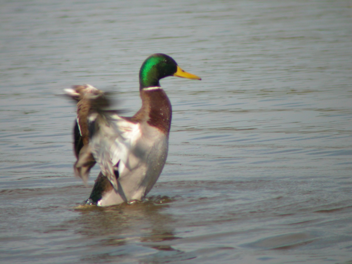 Mallard - Marcos Lacasa