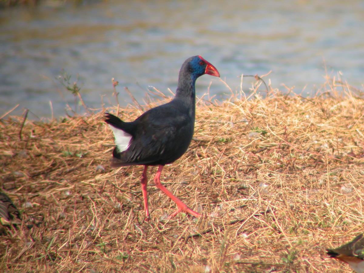 Western Swamphen - Marcos Lacasa