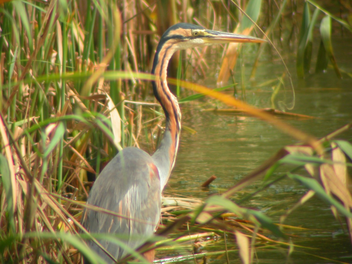 Purple Heron - Marcos Lacasa