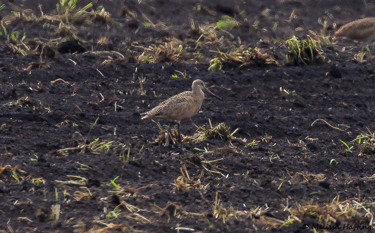 Marbled Godwit - ML619269801