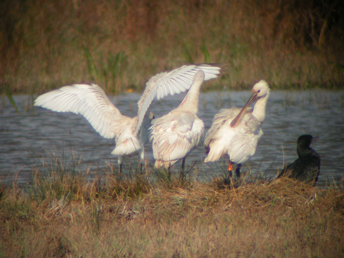 Eurasian Spoonbill - Marcos Lacasa