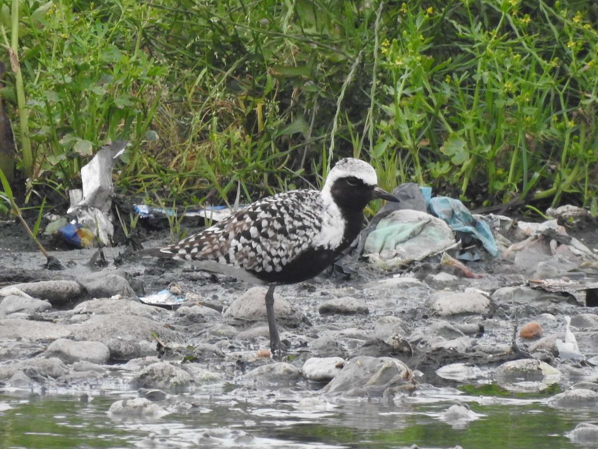 Black-bellied Plover - Philip Steiner