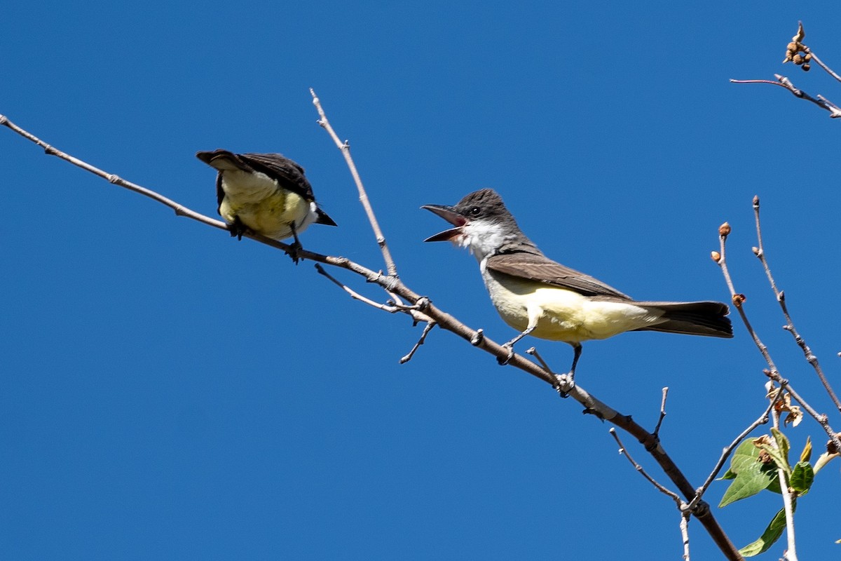 Thick-billed Kingbird - Pawel Michalak