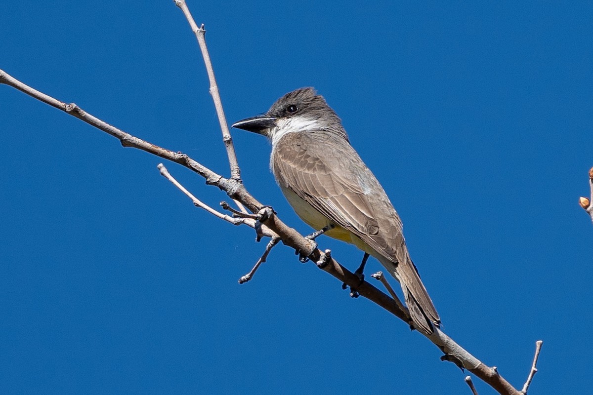 Thick-billed Kingbird - Pawel Michalak