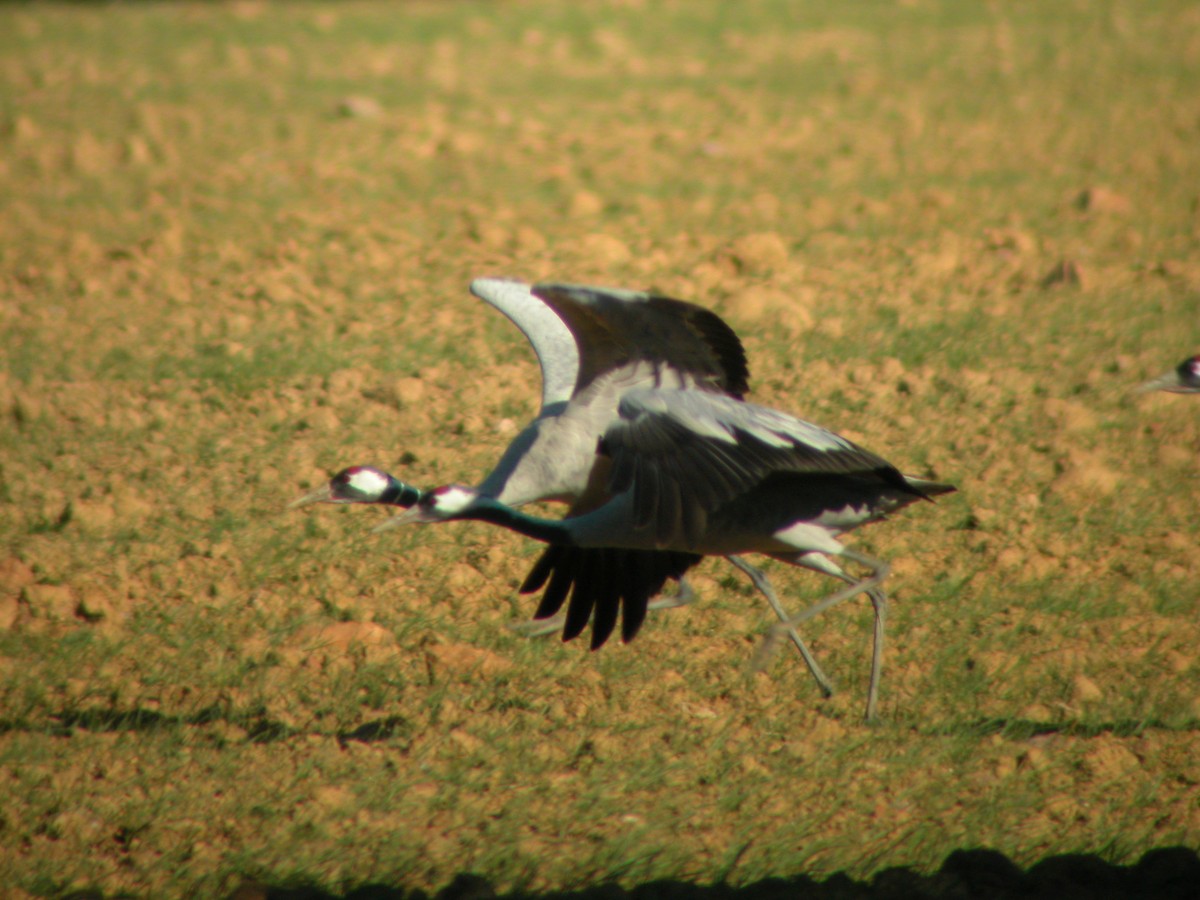 Common Crane - Marcos Lacasa