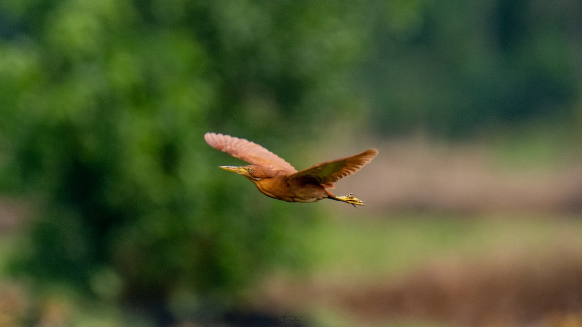 Cinnamon Bittern - Faisal Fasaludeen