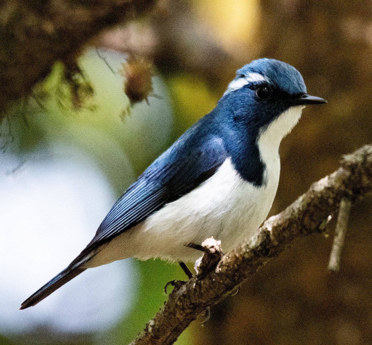 Ultramarine Flycatcher - Alok Jaimal