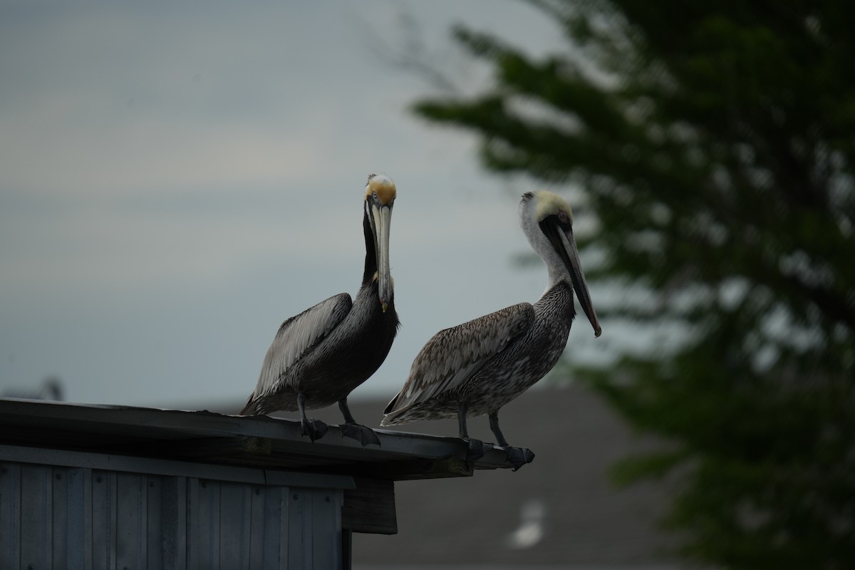 Brown Pelican - ML619269900