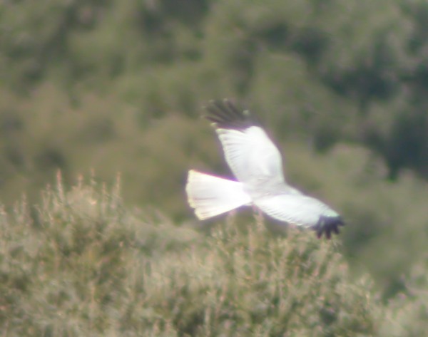 Hen Harrier - Marcos Lacasa