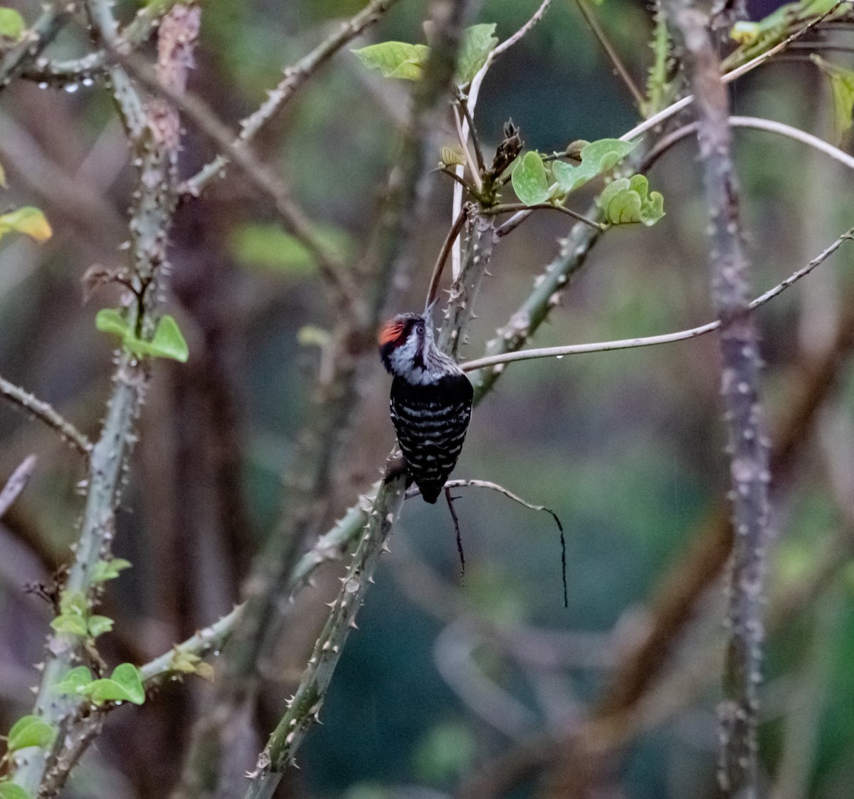 Gray-capped Pygmy Woodpecker - Arun Raghuraman