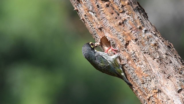 Kupferschmied-Bartvogel - ML619269929