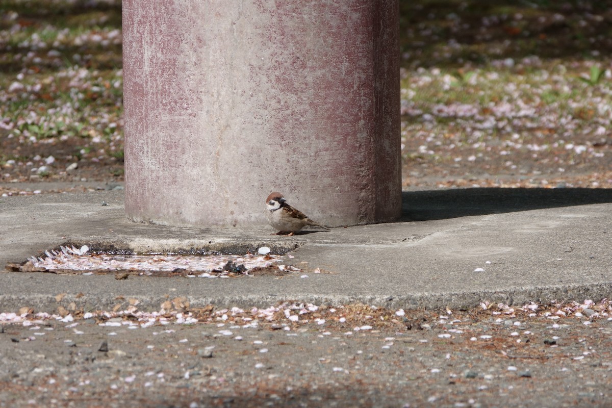 Eurasian Tree Sparrow - Wenpei Lin