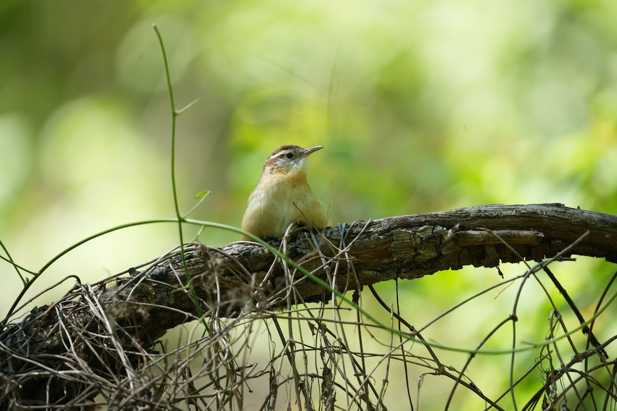 Carolina Wren - ML619269939