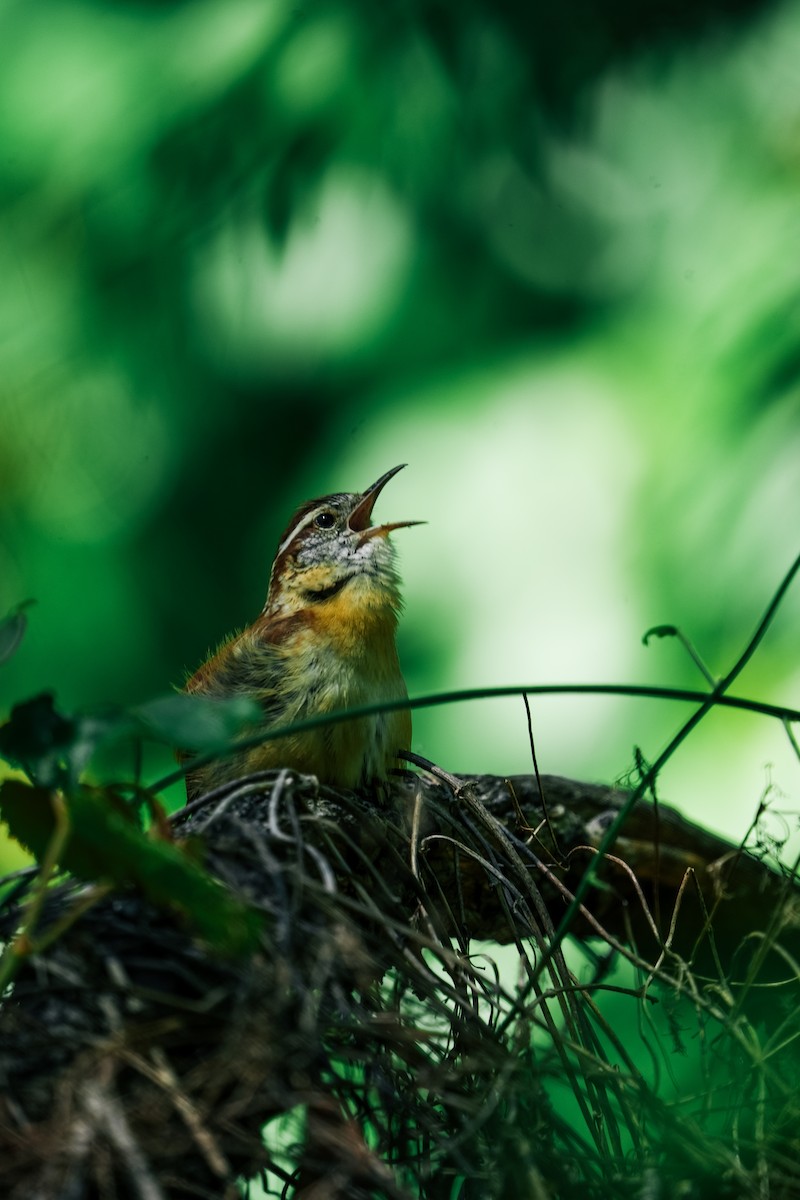 Carolina Wren - ML619269942