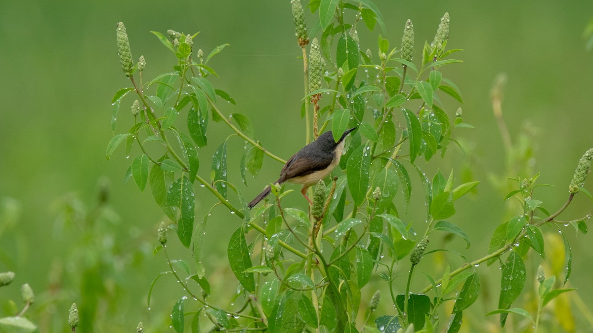 Ashy Prinia - Faisal Fasaludeen