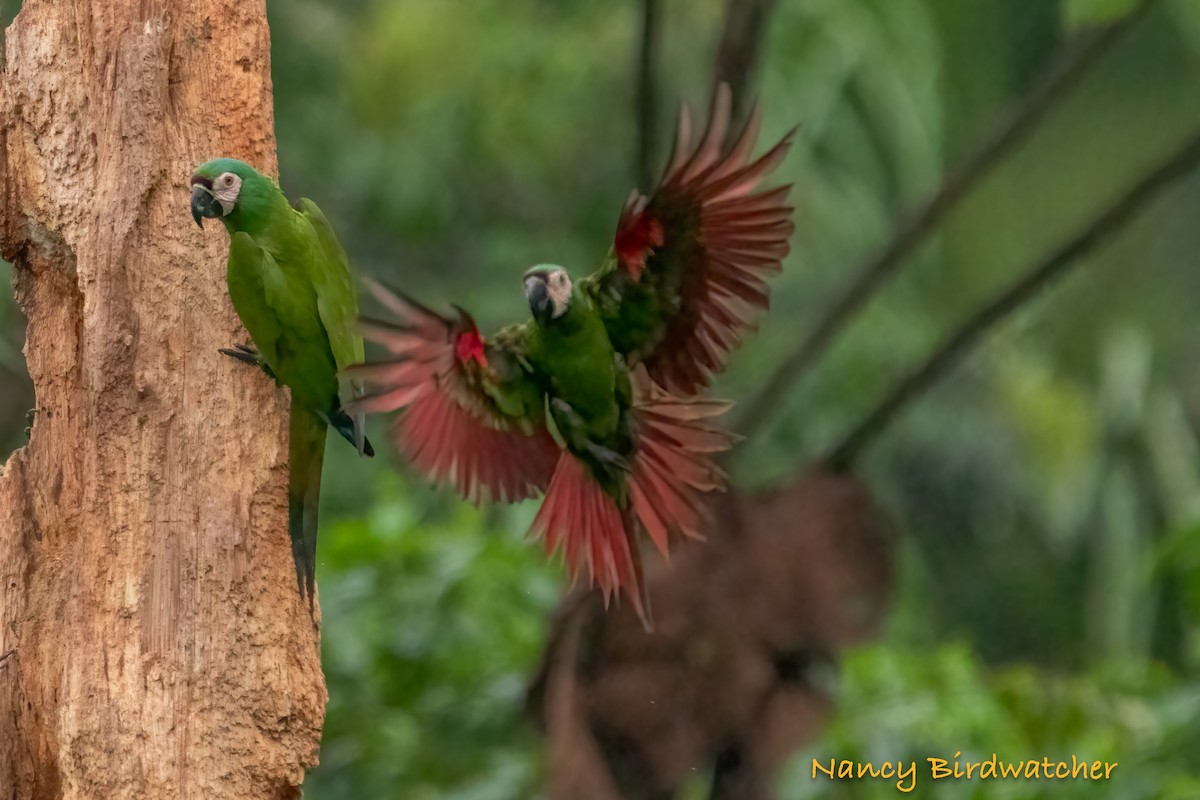 Chestnut-fronted Macaw - Nancy Fernández