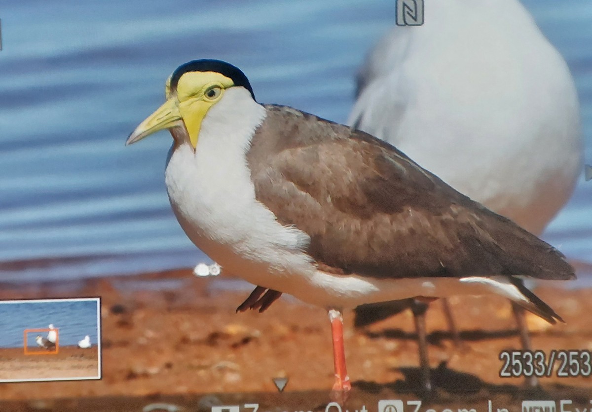 Masked Lapwing (Masked) - ML619269960