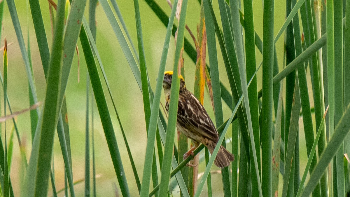 Streaked Weaver - Faisal Fasaludeen