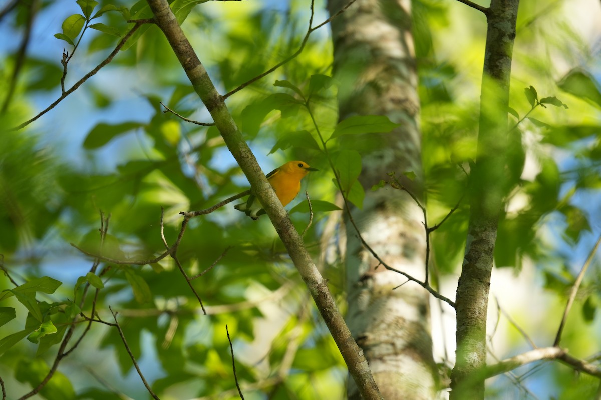 Prothonotary Warbler - Christophe Rouleau-Desrochers