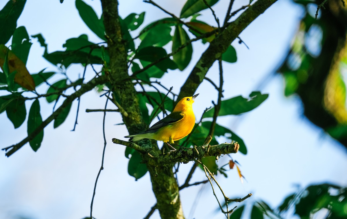 Prothonotary Warbler - Christophe Rouleau-Desrochers