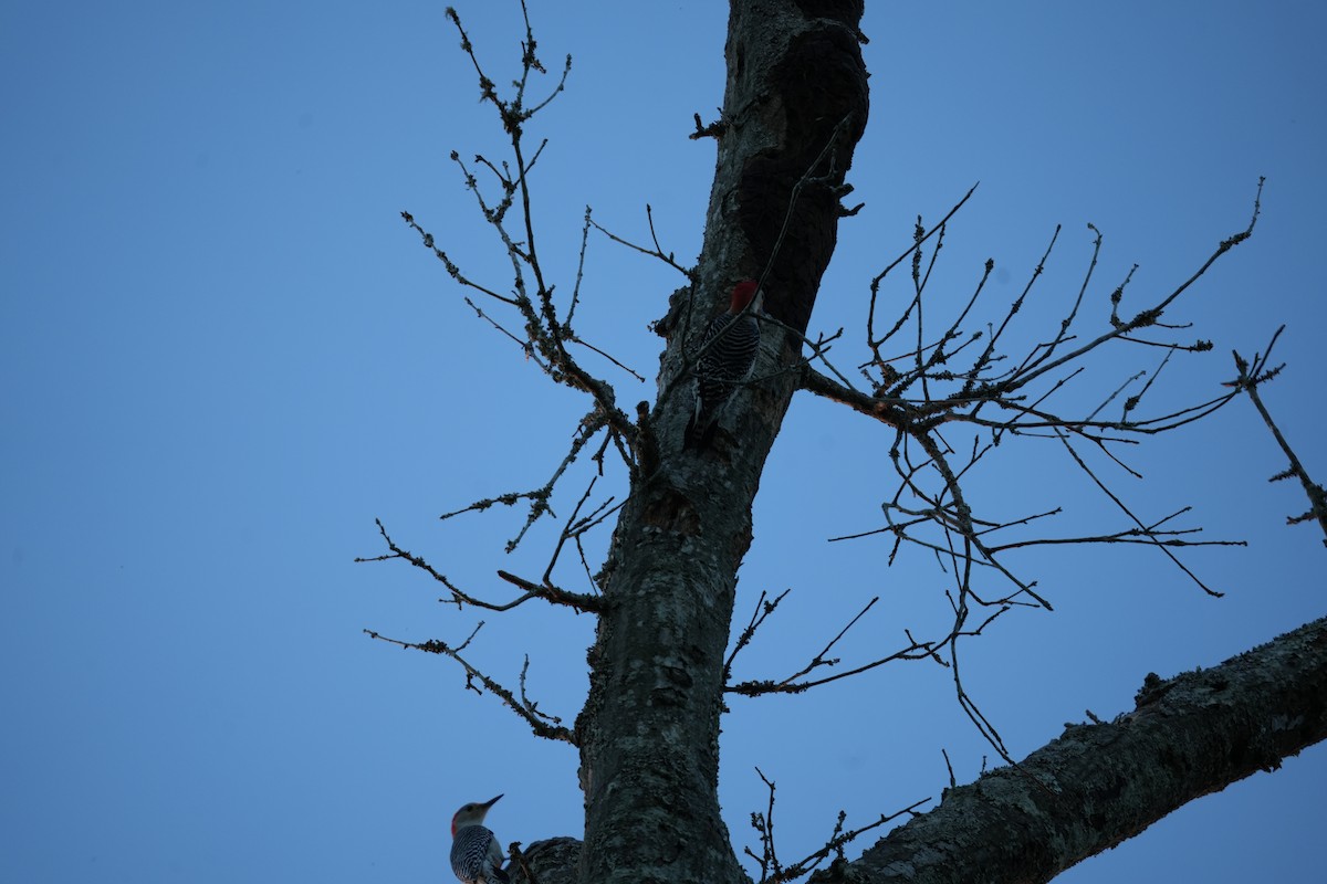 Red-bellied Woodpecker - Christophe Rouleau-Desrochers