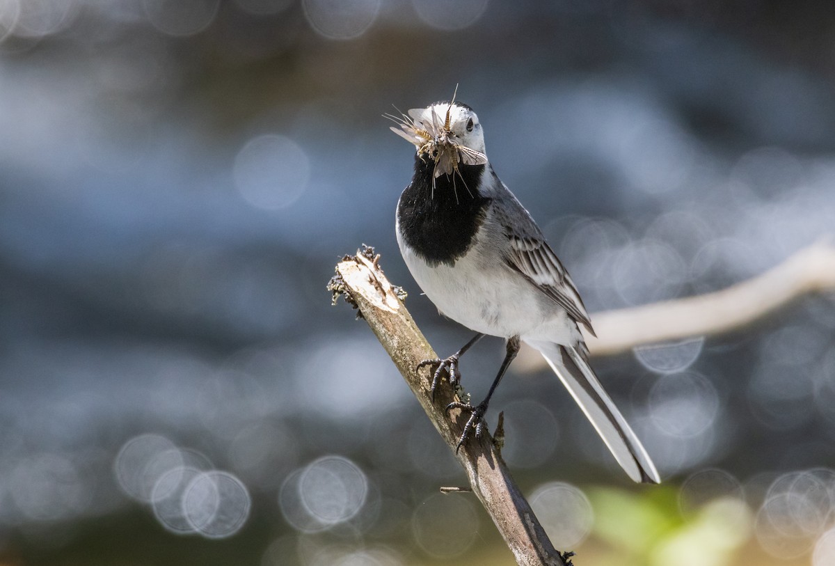 White Wagtail - Michal Bagala