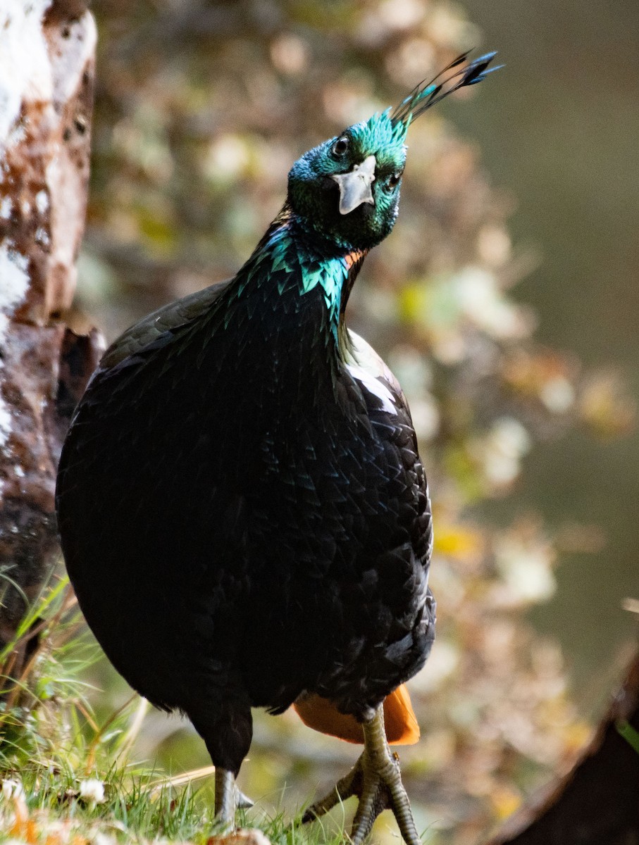 Himalayan Monal - Alok Jaimal