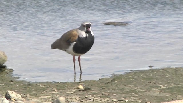 Southern Lapwing (chilensis/fretensis) - ML619269992