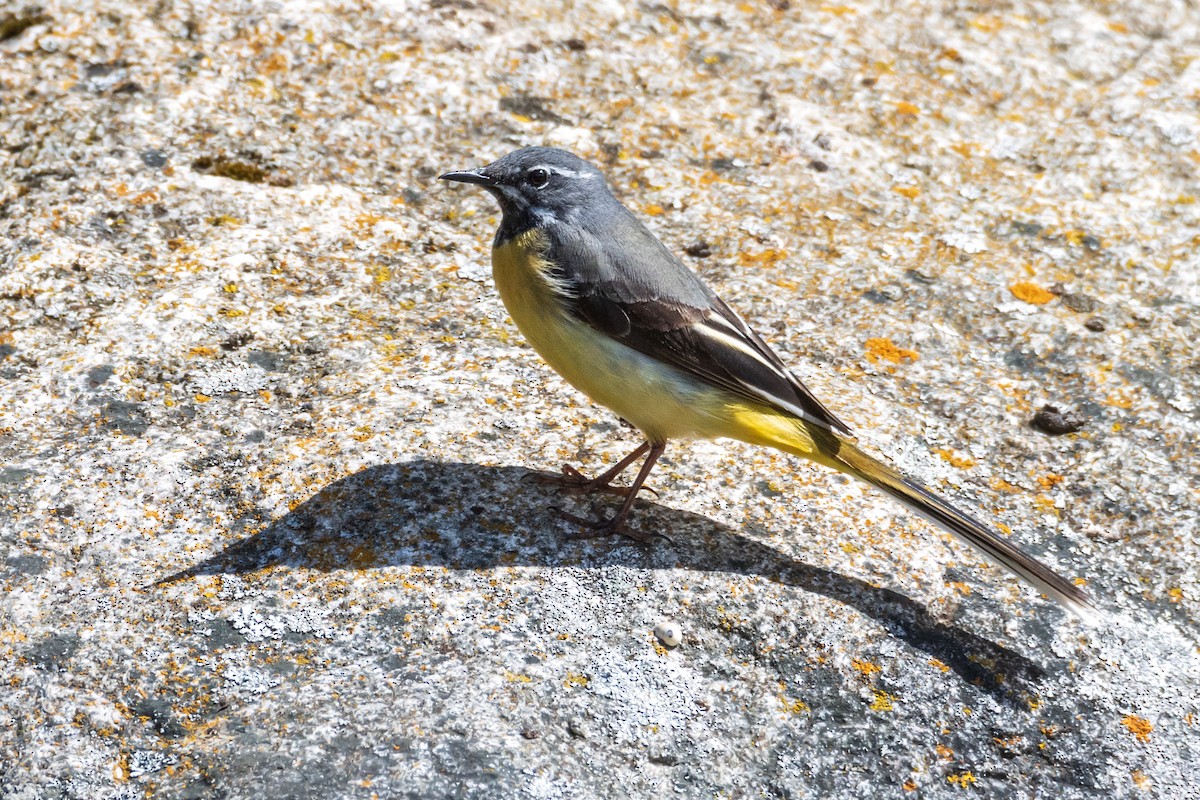 Gray Wagtail - Michal Bagala