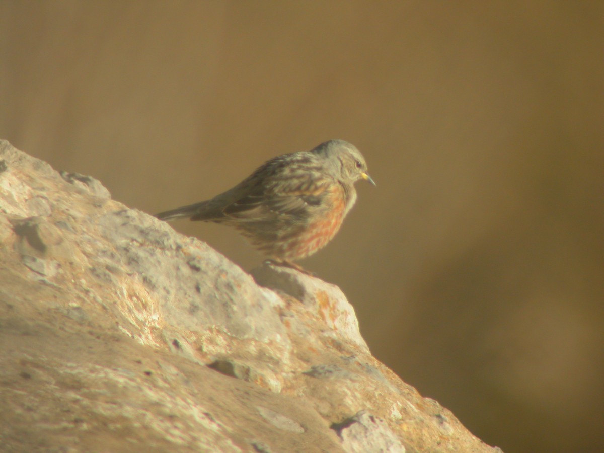 Alpine Accentor - Marcos Lacasa